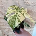 Monstera mint monster, Ophalen of Verzenden, Overige soorten, Minder dan 100 cm