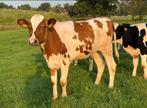 11 mooie holstein stamboek pinken te koop, Meerdere dieren