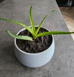 Aloë arborescens stek - in pot, Ophalen, In pot, Halfschaduw, Minder dan 100 cm