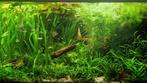 Aquariumplanten, reuzen vallisneria, javamos, zosterifolia, Ophalen, Nieuw, Plant(en), Steen of Hout