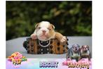 Unieke engelse Bulldog puppies – nu te reserveren, Dieren en Toebehoren, België, Fokker | Hobbymatig, Rabiës (hondsdolheid), 8 tot 15 weken