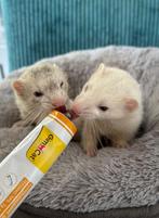 Nieuw forever home gezocht voor twee lieve frettenzusjes, Dieren en Toebehoren, Overige Dieren, Mei, Vrouwelijk