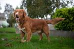 Nova scotia duck tolling retriever dekreu, Dieren en Toebehoren, 1 tot 2 jaar, Meerdere, Nederland, Particulier