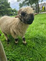 Walliser schwarznase stamboek ram, Dieren en Toebehoren, Mannelijk, Schaap