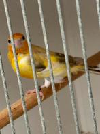 Majoor putters 2024 en 2025, Meerdere dieren