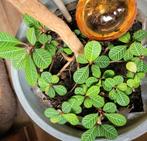 Stekjes Madagascar Jewel, Ophalen