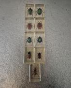 Insecten in harsblokjes, Ophalen, Beeldje of Figuurtje