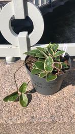 Hoya carnosa ‘Krimson Queen’, Huis en Inrichting, Ophalen, Halfschaduw, Minder dan 100 cm