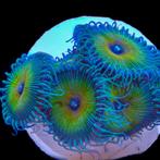 Zoanthus / Palythoa - Captain Jerk 6-7 poliepen, Dieren en Toebehoren, Overige typen