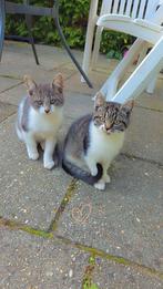 Kittens, Dieren en Toebehoren, Katten en Kittens | Overige Katten, Meerdere dieren