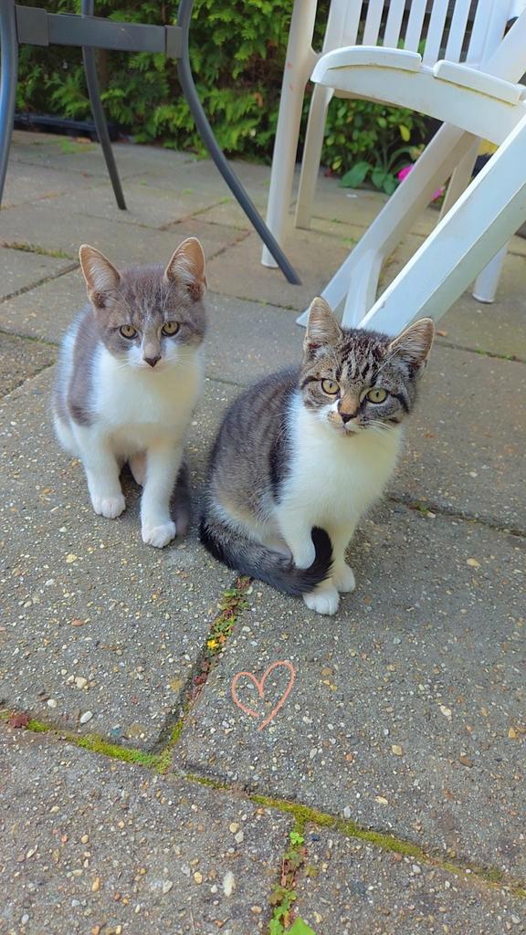 Kittens, Dieren en Toebehoren, Katten en Kittens | Overige Katten, Meerdere dieren