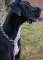 Duitse dog zoekt forever home, Dieren en Toebehoren, Overige rassen, CDV (hondenziekte), 1 tot 2 jaar, Teef