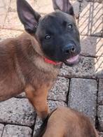 Mechelse herder pups 0621207977, Dieren en Toebehoren, Honden | Herdershonden en Veedrijvers, 8 tot 15 weken, HCC (leverziekte)