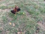 Wyandotte hennetjes, Dieren en Toebehoren, Pluimvee, Vrouwelijk, Kip