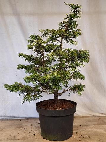 pre bonsai beschikbaar voor biedingen