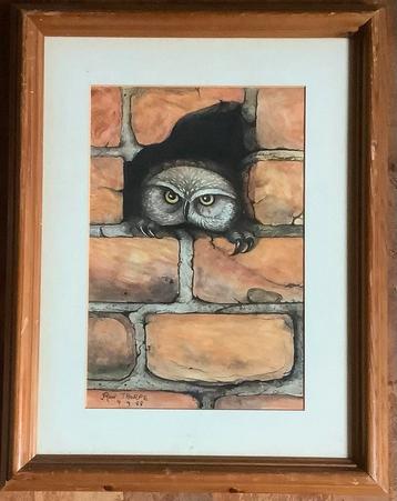 Uil, Steenuil, Little Owl, schilderij, aquarel, vogel, oud. beschikbaar voor biedingen