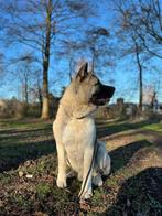 Dekreu Amerikaanse Akita (met stamboom), Dieren en Toebehoren, Particulier, Rabiës (hondsdolheid), 1 tot 2 jaar, Reu