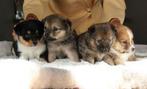 Pomsky pups te koop, Dieren en Toebehoren, Honden | Poolhonden, Keeshonden en Oertypen, Overige rassen, CDV (hondenziekte), 8 tot 15 weken