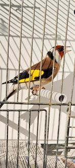 Major putter 2025, Mannelijk, Wildzangvogel