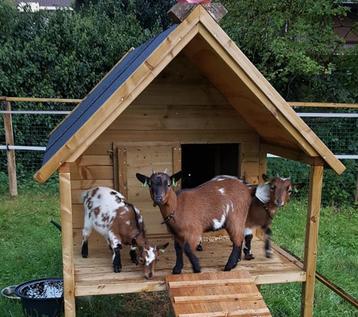 Geitenpaalwoning voor geiten en  dwerggeitjes