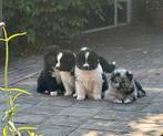 Puppy’s  duitse herder /Australian shepgerd x samojeed, 8 tot 15 weken, Meerdere, Meerdere dieren, Herder