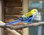 Bleekkop rosella man, Dieren en Toebehoren, Mannelijk, Parkiet
