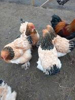 Broedeieren brahma, Geslacht onbekend, Kip