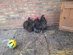 trio zwart wit  cochin kippen kriel, Meerdere dieren, Kip