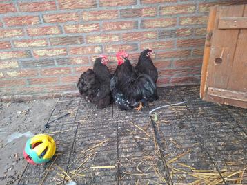 trio zwart wit  cochin kippen kriel beschikbaar voor biedingen