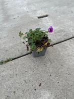 Geranium Ballerina - ooievaarsbek, Vaste plant, Halfschaduw, Zomer, Ophalen