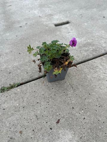 Geranium Ballerina - ooievaarsbek beschikbaar voor biedingen