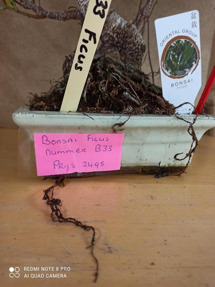Bonsai Ficus  potmaat 18 nummer b33, Huis en Inrichting, Kamerplanten, Minder dan 100 cm, Halfschaduw, Ophalen of Verzenden
