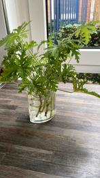 Stekjes citroen geranium, Tuin en Terras, Ophalen of Verzenden, Overige soorten, Volle zon