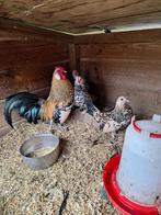 1 java kriel haan met 3 hennen, Dieren en Toebehoren, Pluimvee, Meerdere dieren, Kip