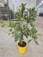 Citrus lemon met 10+ vruchten, Tuin en Terras, Ophalen, Minder dan 100 cm, Vijgenboom