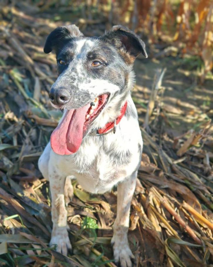 Mag ik bij jou? Domino., Dieren en Toebehoren, Honden | Niet-rashonden, Middel, Teef, Particulier, Eén hond, Buitenland, 3 tot 5 jaar