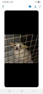 Honden oppas s nachts in mijn huis, Dieren en Toebehoren