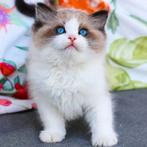 Échte, traditionele Ragdoll kittens - stamboom + verzekering, Dieren en Toebehoren, Katten en Kittens | Raskatten | Langhaar, 0 tot 2 jaar