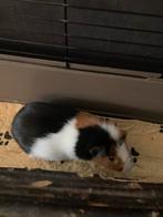 Cavia zoekt een maatje, Dieren en Toebehoren, Knaagdieren, Cavia, Augustus, Mannelijk, Tam