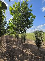 Liriodendron tulipifera tulpenboom 3m hoog, Overige soorten, Lente, 250 tot 400 cm, Ophalen