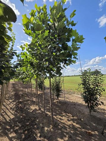 Liriodendron tulipifera tulpenboom 3m hoog beschikbaar voor biedingen