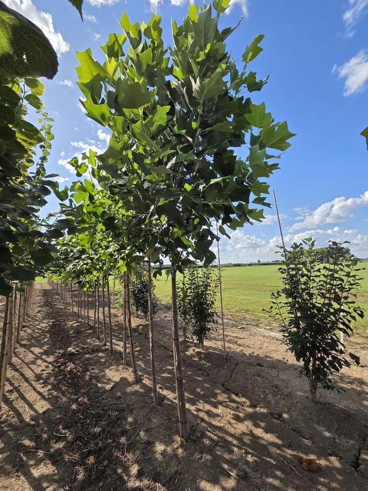 Liriodendron tulipifera tulpenboom 3m hoog, Tuin en Terras, Planten | Bomen, Overige soorten, 250 tot 400 cm, Volle zon, Lente