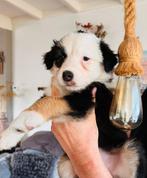 Nova scotia duck tolling mix border collie puppy/ pups/ pup, HCC (leverziekte), Overige rassen, 8 tot 15 weken, Meerdere