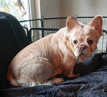 Fluffy Franse bulldog teefje, Isabella gold beschikbaar voor biedingen