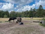 Stalling en weidegang aangeboden voor een IJslander, Dieren en Toebehoren, Stalling en Weidegang, Stalling