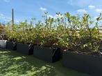 Prunus Laurocerasus 'Novita’ (16st. 80cm. Haagplanten), Tuin en Terras, Planten | Tuinplanten, Ophalen, Vaste plant, Overige soorten