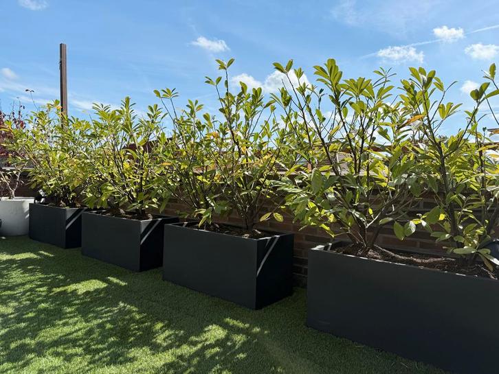 Prunus Laurocerasus 'Novita’ (16st. 80cm. Haagplanten), Tuin en Terras, Planten | Tuinplanten, Vaste plant, Overige soorten, Volle zon