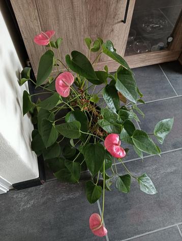 Anthurium Roze - Prachtige Kamerplant beschikbaar voor biedingen