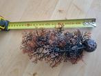Originele biorb plant, Dieren en Toebehoren, Vissen | Aquaria en Toebehoren, Ophalen of Verzenden, Zo goed als nieuw, Plant(en), Steen of Hout