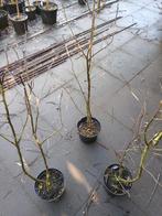 Krentenboompje( Amelanchier spicata), Tuin en Terras, Ophalen of Verzenden, Overige soorten, Struik, 100 tot 250 cm